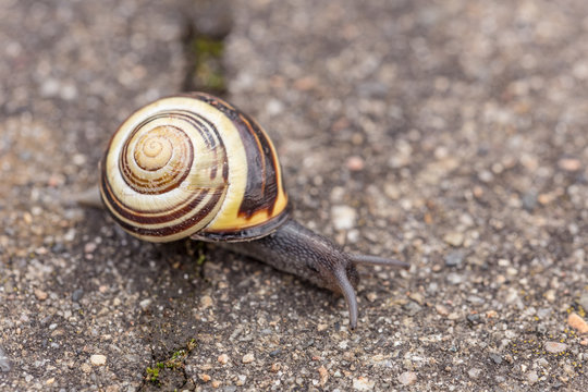 Schnecke l&auml;uft auf Gehweg