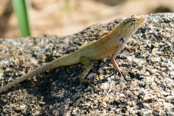 chameleon