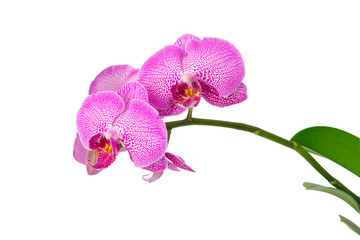 Flowers pink phalaenopsis orchid on a branch isolated © kurgu128