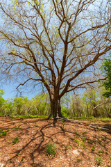 Obraz premium Big tree's branches with fresh leaves in sunny day