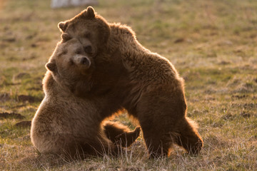 Obraz premium Dwa niedźwiedzie brunatne przytulają się do siebie
