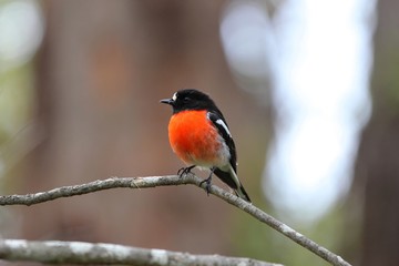 Scarlet robin male, Australie