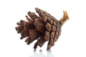 Pine cone