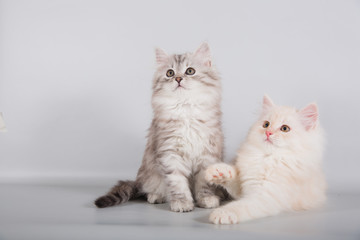 Two small Siberian kittens on grey background.