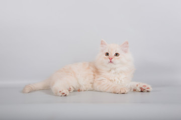 Small Siberian kitten on grey background.