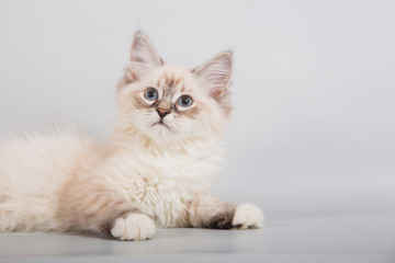 Small Siberian kitten on grey background. 