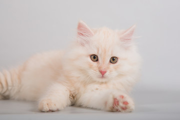 Small Siberian kitten on grey background. 