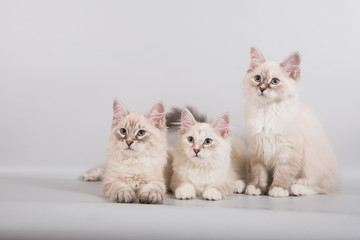 Three small Siberian Neva Masquerade kittens on gray background. 