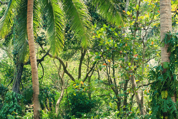 Tropical Impassable Thickets Palm Jungle Nature