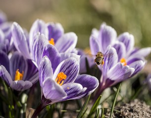 Fototapeta premium Biene im Frühling am Krokussfeld
