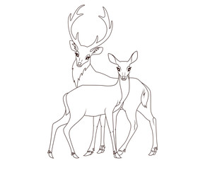 Coloring book: Couple of deers isolated