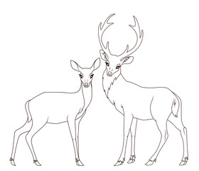 Coloring book: Couple of deers isolated