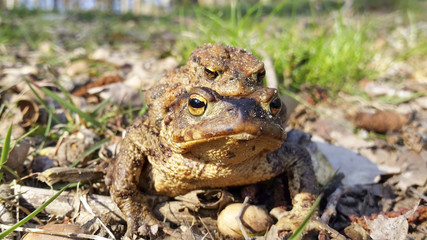  Froschlurche bei der Fortpflanzung