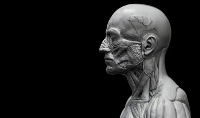 Head , shoulder and torso anatomy , Human head and shoulder muscular anatomy in 3D render in black and white