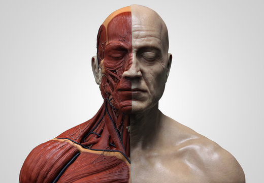 Human anatomy ecorche Male Model muscle anatomy of the face neck and chest front view