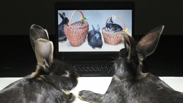 Two rabbits watching a video on a laptop