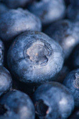 Blueberry closeup