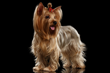  Yorkshire Terrier Dog Standing on Mirror, groomed hair, isolated Black
