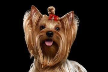 Close up Portrait Yorkshire Terrier Dog with bow,Looking in Camera