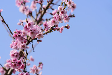 Pink blossom on tree