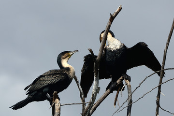 Great cormorants, Lake Naivasha, Kenya