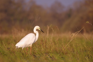 Grande aigrette dans son milieu naturel 2