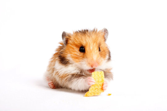 hamster sits and eats