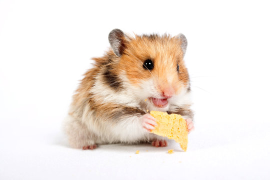 hamster sits and eats