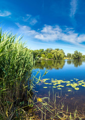Calm pond and water plants
