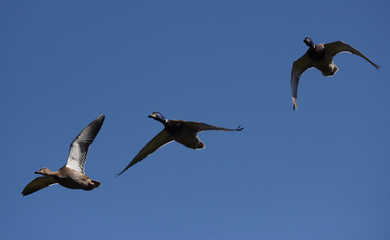 Mallard, Duck, Anas platyrhynchos