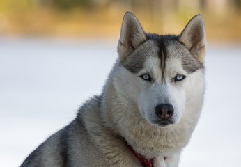 Naklejka premium chien de traîneau