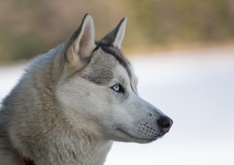 chien de traîneau