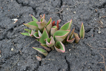 ростки тюльпана