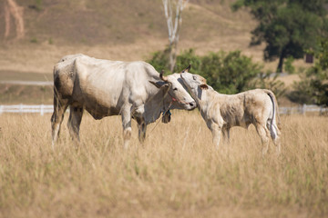 Obraz na płótnie Canvas cows at bald mountain or grass mountain in Ranong province