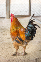 chicken