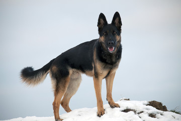 Hund im Winter hat Freude im Schnee