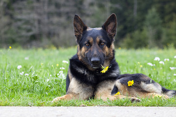 Sweet dog with flower say sorry