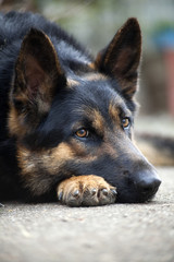 Dog is tired and sleep with head on the paws