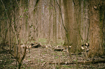 view inside of the forest