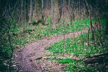 view inside of the forest