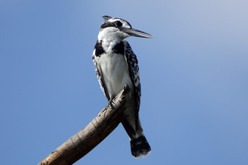 Pied kingfisher, Lake Naivasha, Kenya