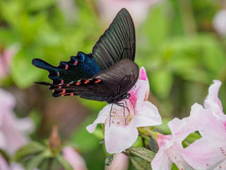 butterfly with flower
