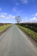 Fototapeta na wymiar country road with lone tree