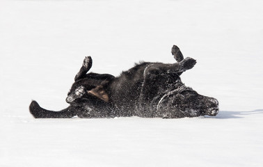 Black Labrador Retriever Rubbing Back Against Snow