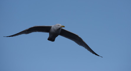 European Herring Gull, Larus argentatus