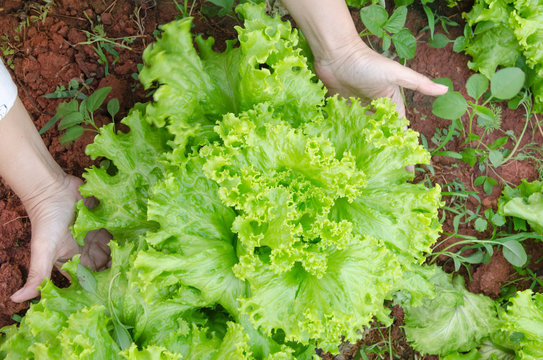 Fresh green salad lettuce close up in farmer hands in organic fa
