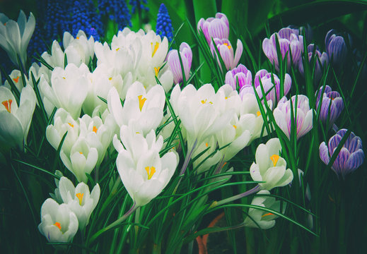 Fototapeta wiosenne kwiaty krokusów