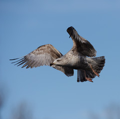 European Herring Gull, Larus argentatus