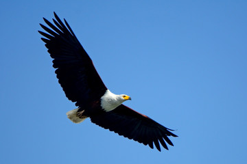 African fish eagle, Lake Naivasha, Kenya