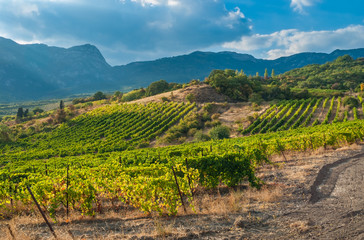 Fototapeta na wymiar Mountains, vineyards and autumnal sky - typical landscape on Crimean peninsula